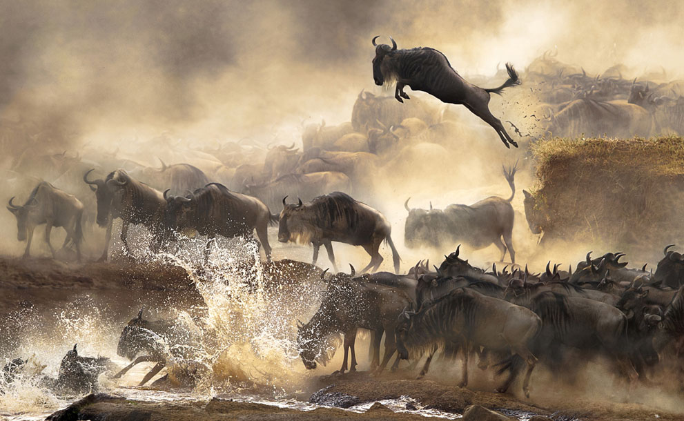 the winners of the sony world photography awards are just stunning