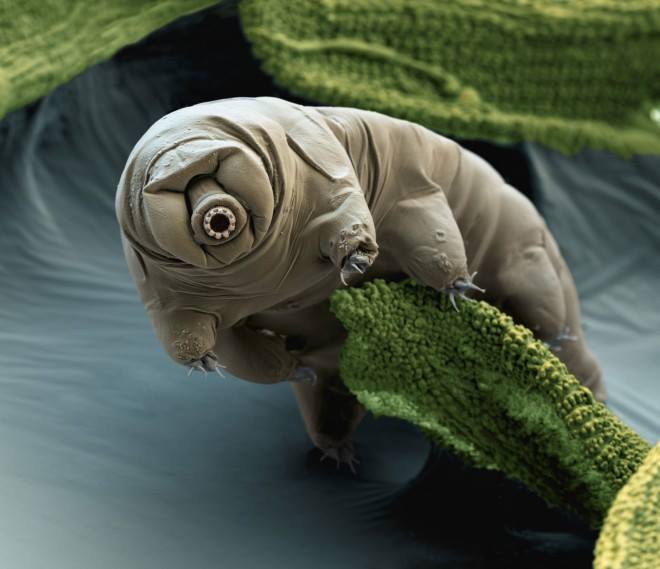 meet the toughest creature on earth, the water bear