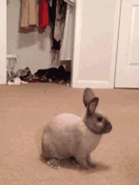 surprise mother fucker, rabbit scares his friend, gif