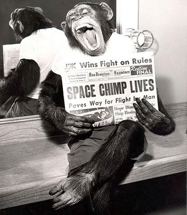 this chimp poses for a picture after his successful mission to space in 1961, historical photos