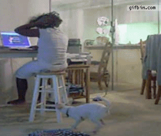 dog pulls women to the ground by her hair, lol, gif