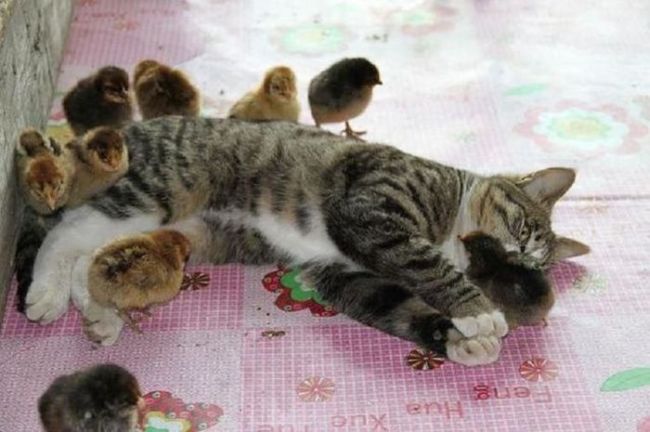 tons of chicks all over a pussy cat