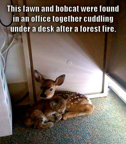 this fawn and bobcat were found in an office together cuddling under a desk after a forest fire, animal