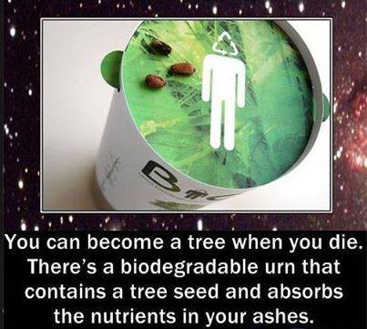 you can become a tree when you die, there's a biodegradable urn that contains a tree seed and absorbs the nutrients in your ashes as it grows, product