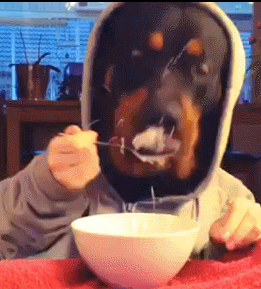 best gif ever, dog with arms eating with a spoon, wtf, lol