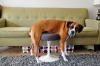 27 cats and dogs losing the battle against human furniture