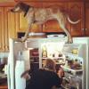 dog standing on fridge doors, wtf