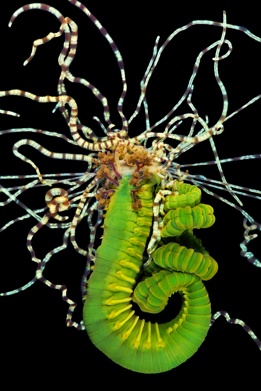 bizarre photos of underwater worms prove nature can outdo your wildest fantasies