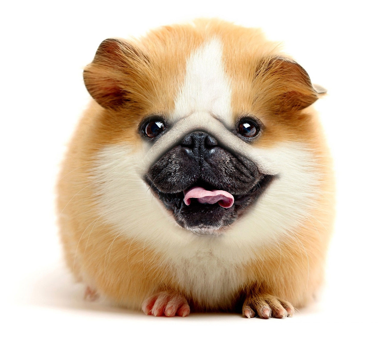 guinea pug, animal mashup, photoshop