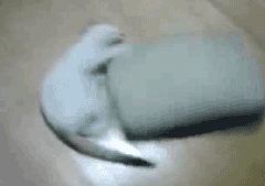 perfectly looped gif of cat spinning cushion