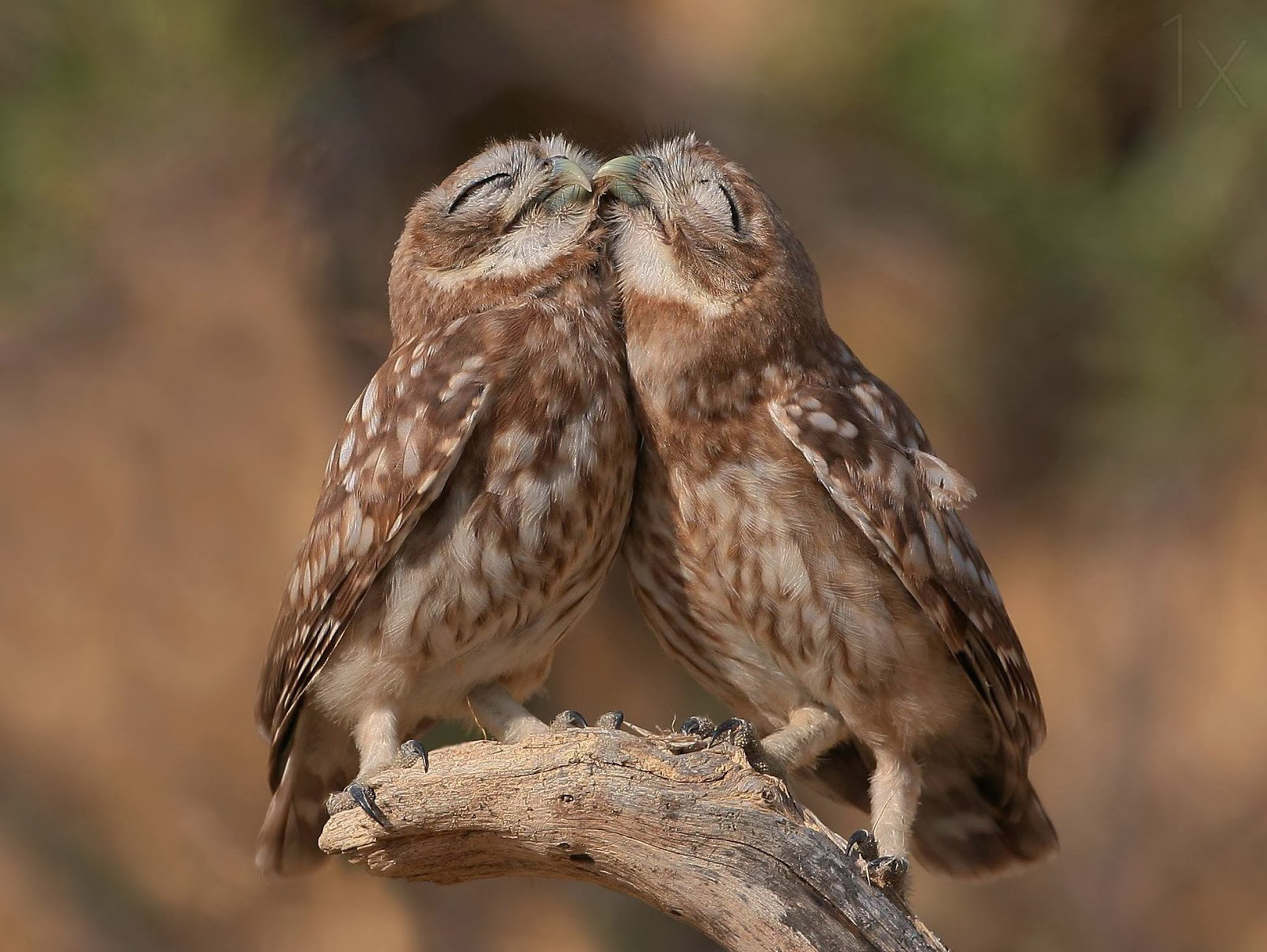 owls cuddle up, cute