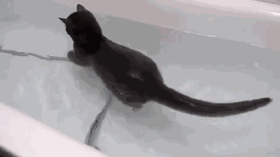 the impossible has happened, we found a cat who likes water, perfectly looped gif, proof