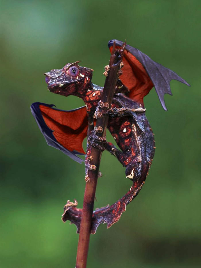 the satanic leaf tailed gecko is like a real life dragon