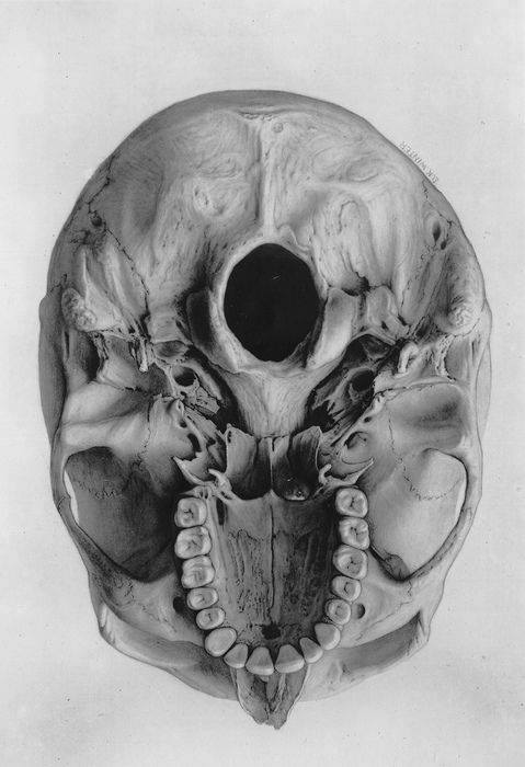 this is the human skull as seen from below