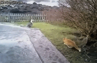 cat stalking bird gets owned from behind by another cat, gif