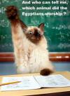 and who can tell me which animal did the egyptians worship?, cat raising hand