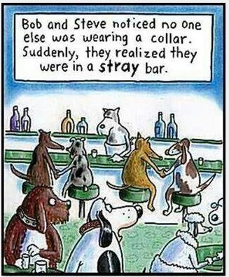 bob and steve noticed no one else was wearing a collar, suddenly they realized they were in a stray bar, wordplay