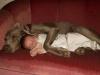 baby and dog spooning, cute