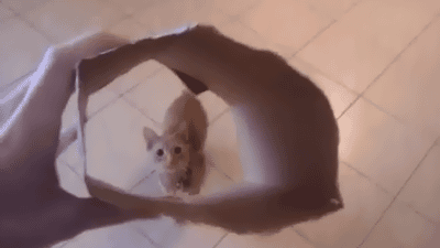 cat wants to try on the cardboard box, gif, aim, lol, win