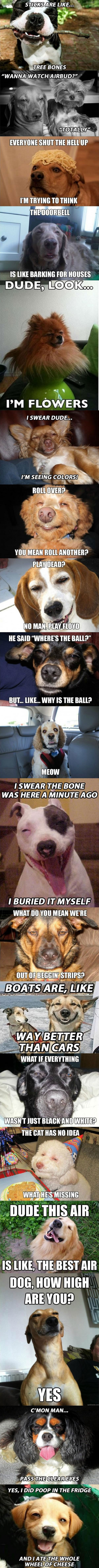 18 dogs that want it to be legalized, stoned canine memes