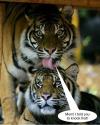 mom i told you to knock first, tiger facial expression, surprise, lol