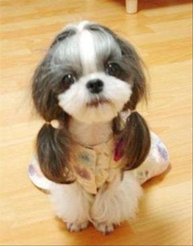 cute puppy in pigtails
