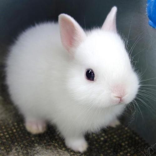 perfect fluffiness, bunny rabbit, cute