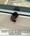 i don't know man, what if my knees aren't that great, meme, bumble bee