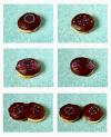 delicious mitosis explained using a donut and sprinkles