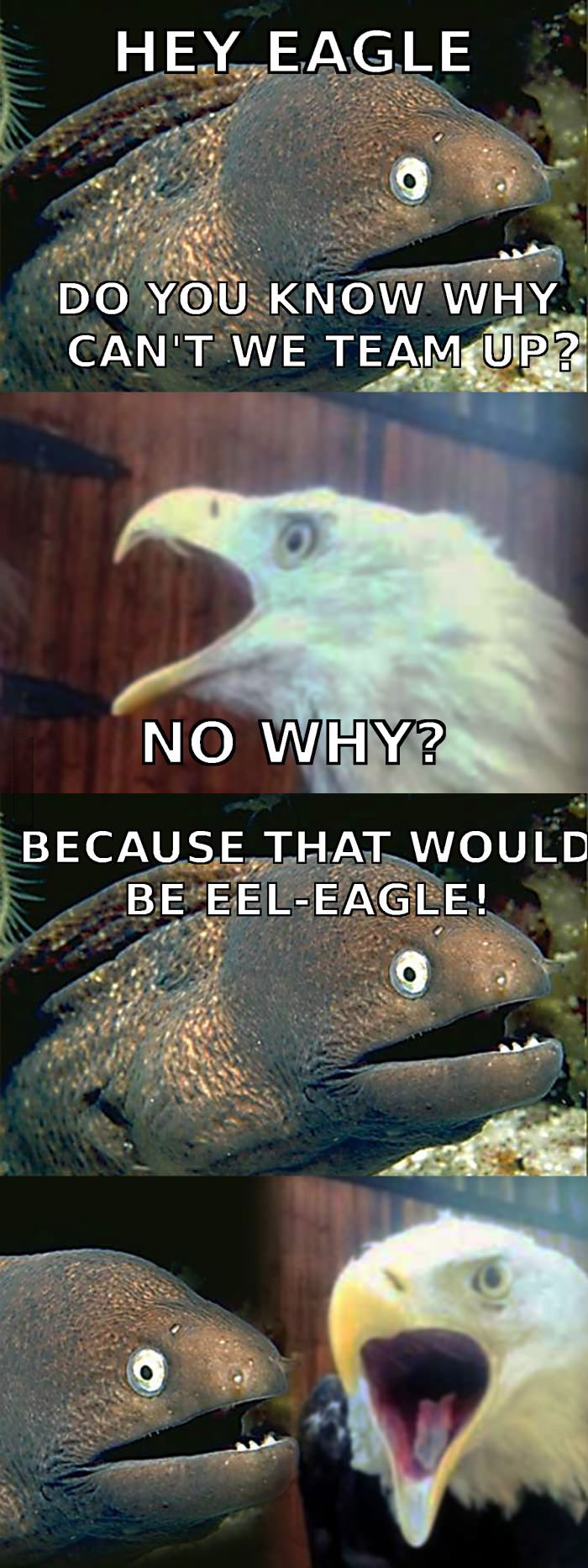 hey eagle do you know why we can't team up?, no why, because that would be eel-eagle, Why can't an eel and an eagle team up?, bad joke eel, meme