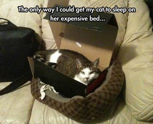 the only way to get a cat to sleep on an expensive bed