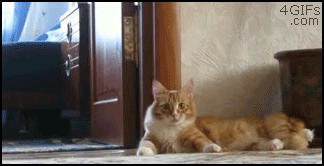creepy cat gets up and walks on two legs, wtf, gif