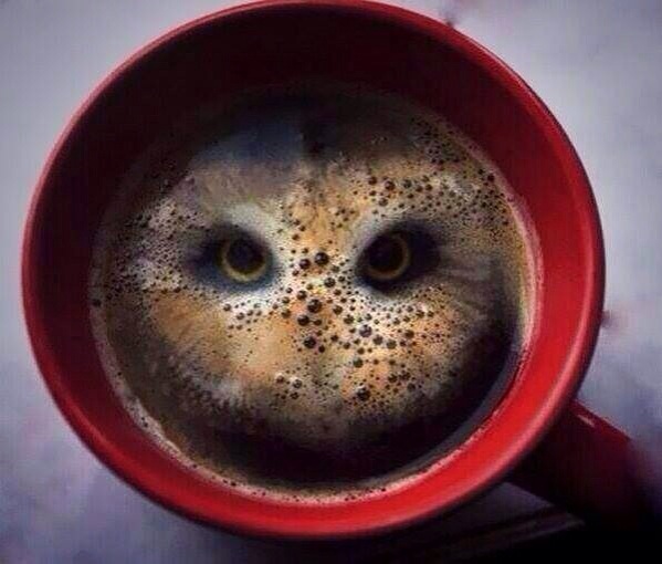 owl face in coffee