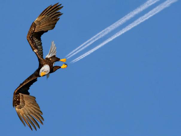 eagle soaring through the air with contrails in tow, perfectly timed photos