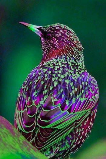 cool colorful bird, nature's beauty