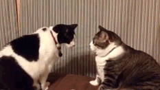 two cats have a staring contest