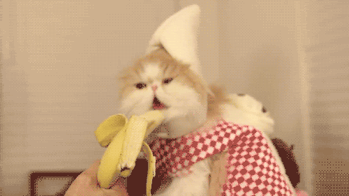 cat eating banana, wtf
