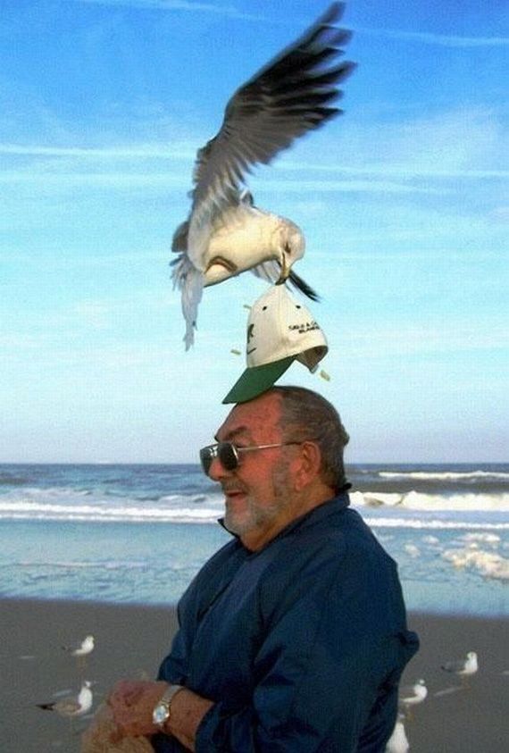 seagull steals baseball cap, timing