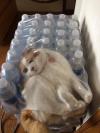 cat gets stuck in water bottle plastic