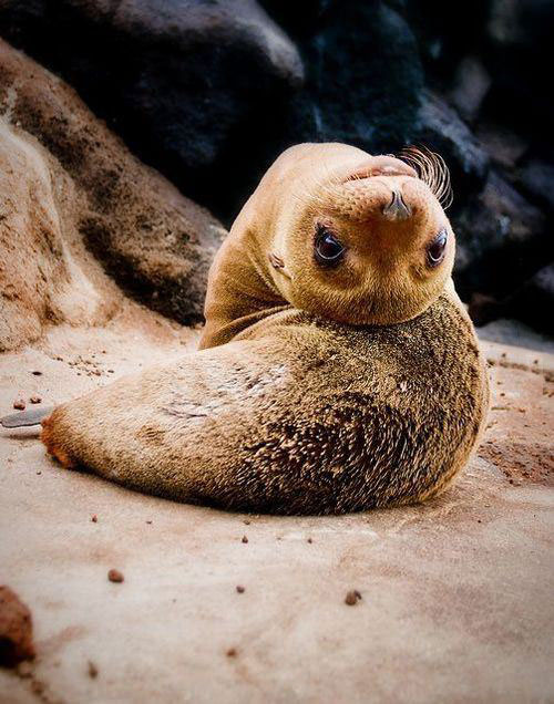 most marine mammals are very flexible because they are made of 99% blorp