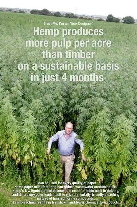 hemp produces more pulp per acre than timber on a sustainable basis in just 4 months