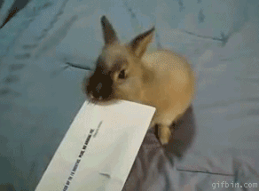bunny letter opener, cute and useful