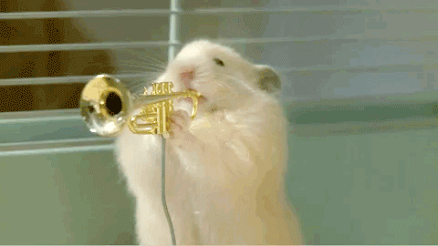 young dynamic hamster band plays their instruments