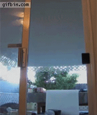 no one is safe from spider-cat!, cat climbs screen door and opens it then climbs down