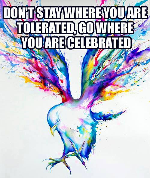 don't stay where you are tolerated, go where you are celebrated, multicolored bird art