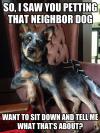 so i saw you petting that neighbor dog, want to sit down and tell me what's that about