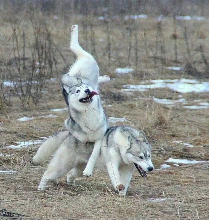 huskies playing, derp, timing