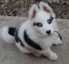 the 33 dogs with the most unique coats on earth