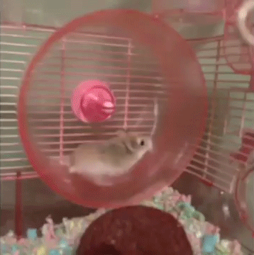 super fast hamster wheel, spinning and fly out