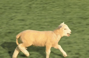 sheep expands into fractal sheep, wtf